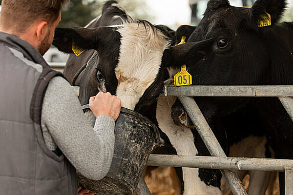 A man facing away from the camera holding a bucket from which a black and white cow is eating.